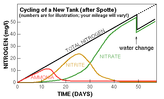 How Long Does It Take To Cycle A Tank? Aquarium nitrogen cycle